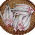 Những con cá khoai tươi ngon vừa đánh bắt được