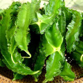 Đậu rồng