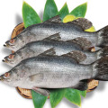 cá chẽm tươi