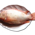 Cá diêu hồng tươi