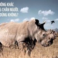 Tê giác đang bị hủy diệt vì con người