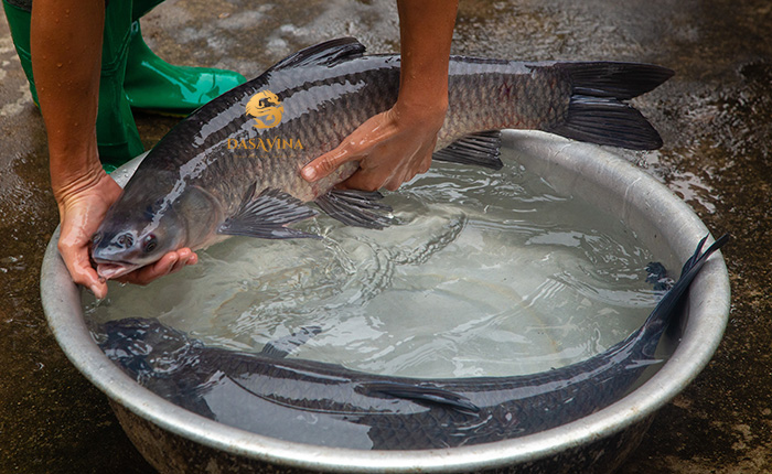 Cá kho làng Vũ Đại được làm từ cá trắm đen nuôi ốc, kết hợp với hơn 10 gia vị đồng quê