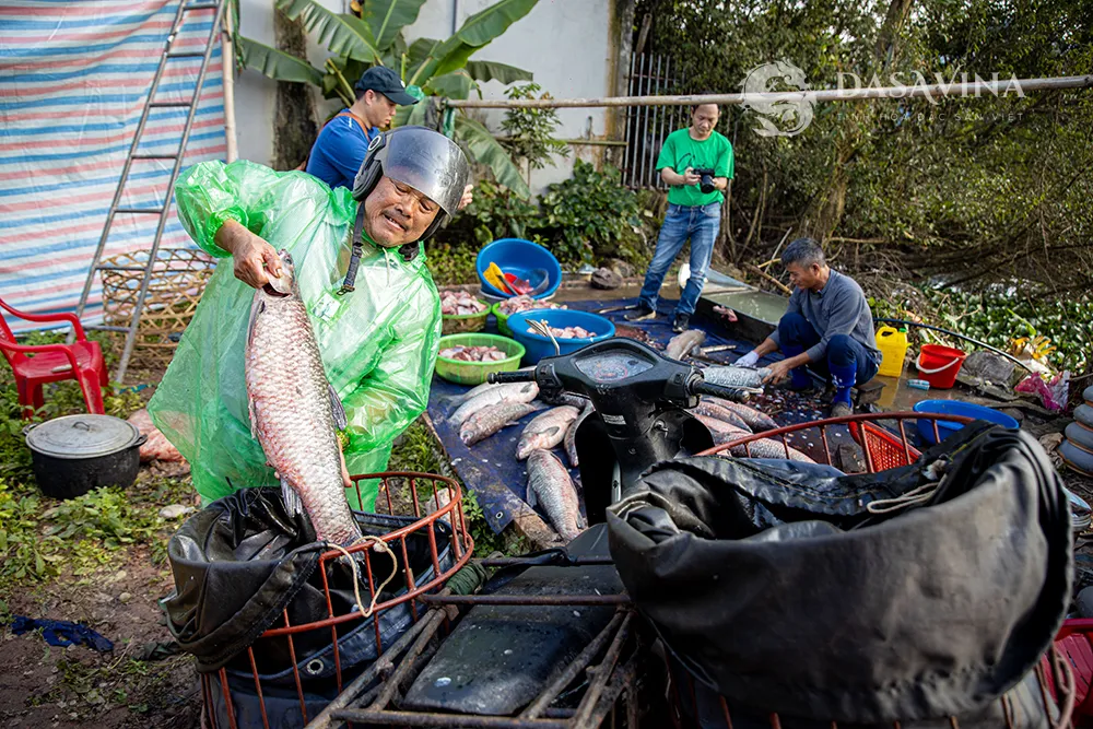 Những con cá trắm đen từ 5-6kg trở lên chuẩn bị được chế biến